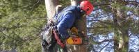 Tree Removal Melbourne - PCTrees Services image 2